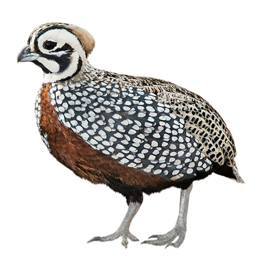 Montezuma Quail